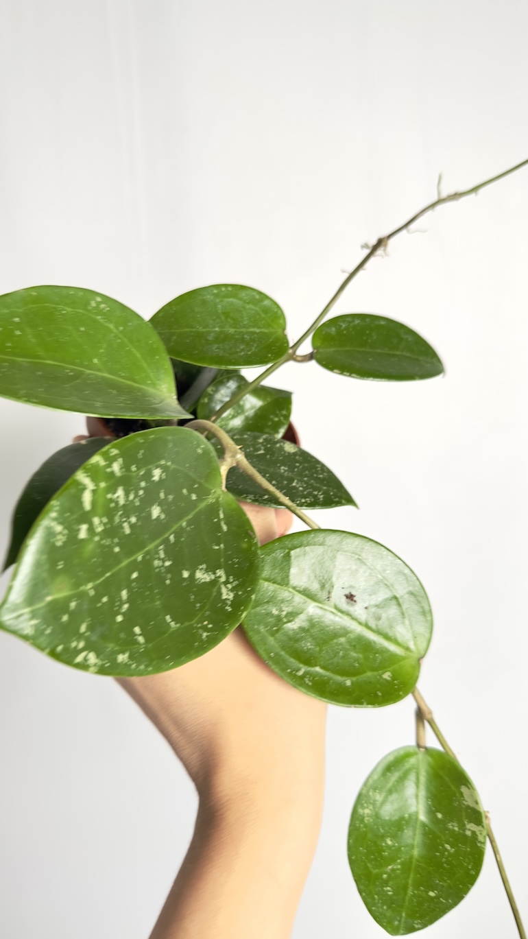 Hoya Parasitica Splash