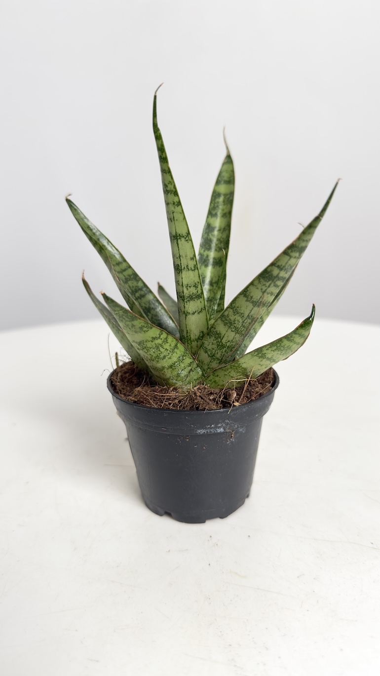 Sanseveria queen marble