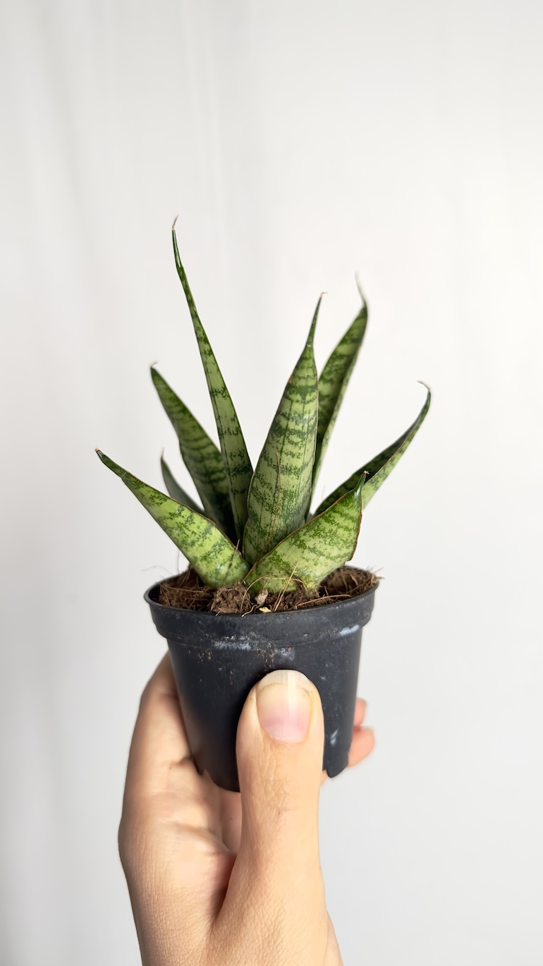 Sanseveria queen marble