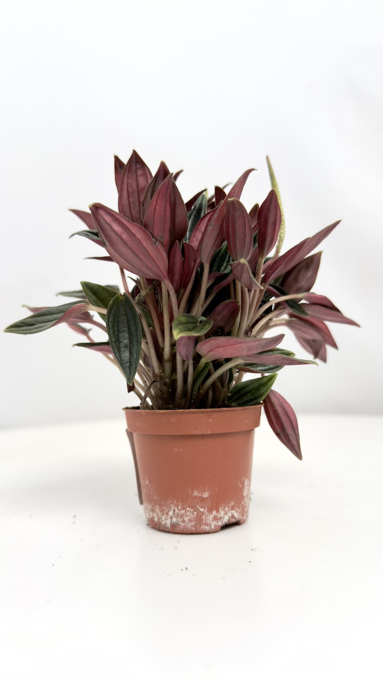 Peperomia Rosso 6/10 cm