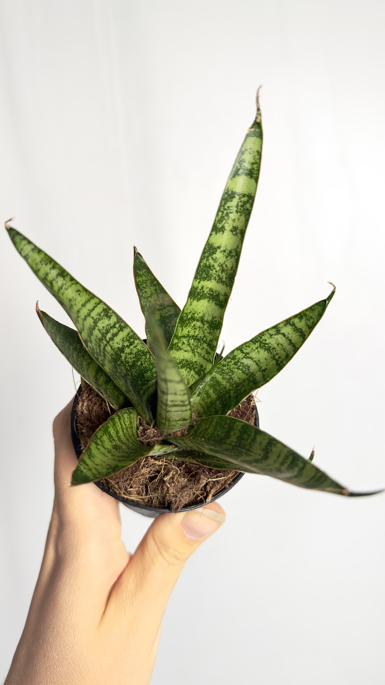 Sanseveria queen marble