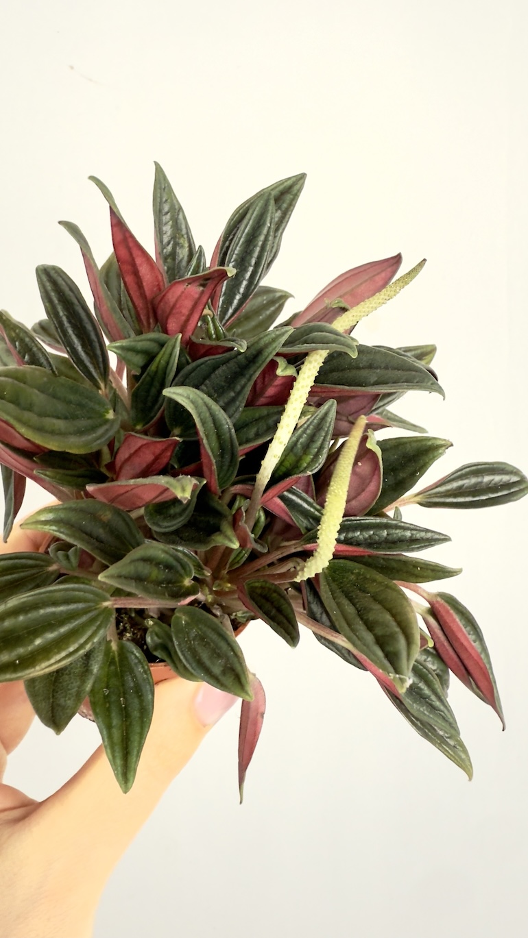 Peperomia Rosso 6/10 cm