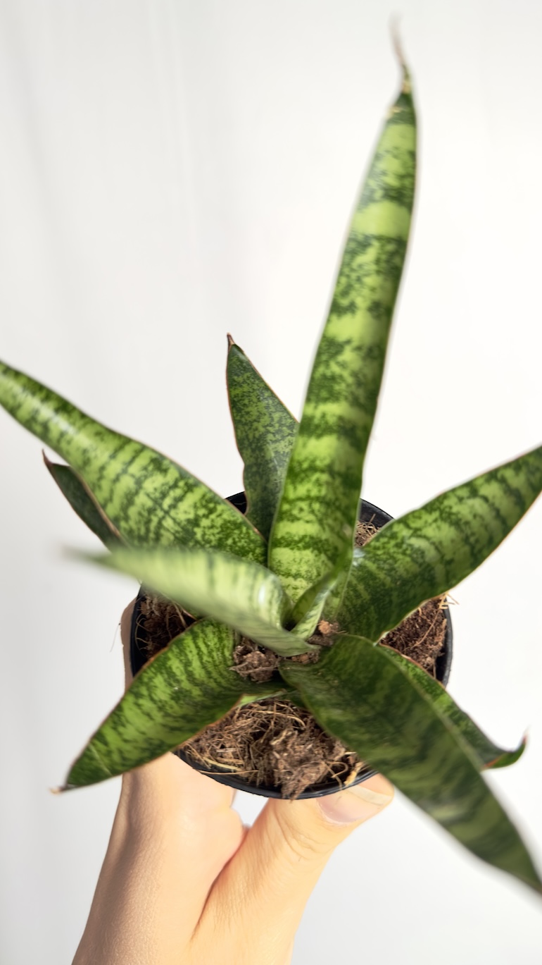 Sanseveria queen marble