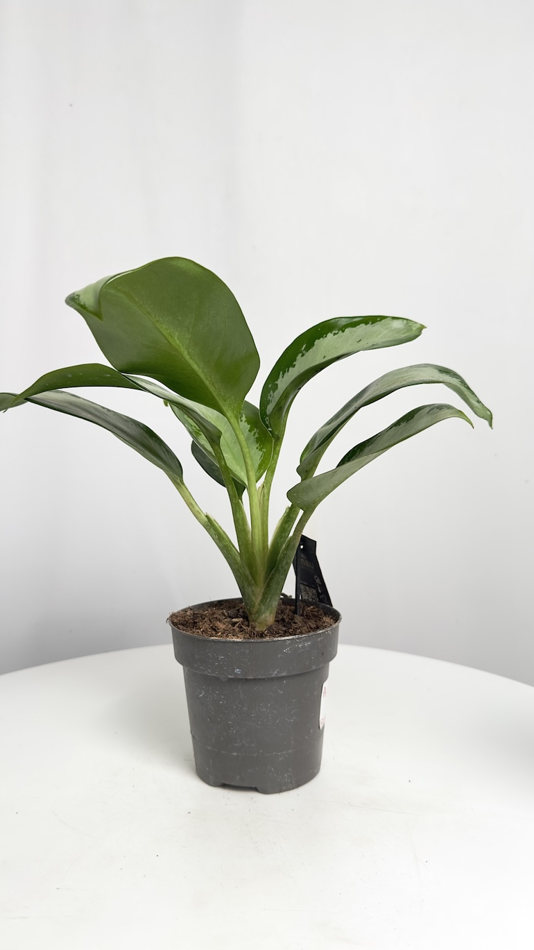 Aglaonema Silver Blue