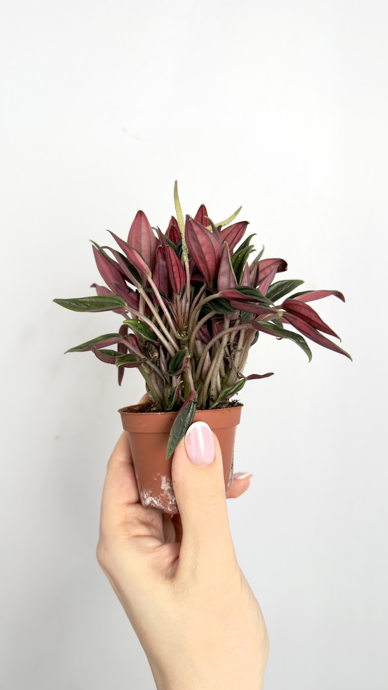 Peperomia Rosso 6/10 cm