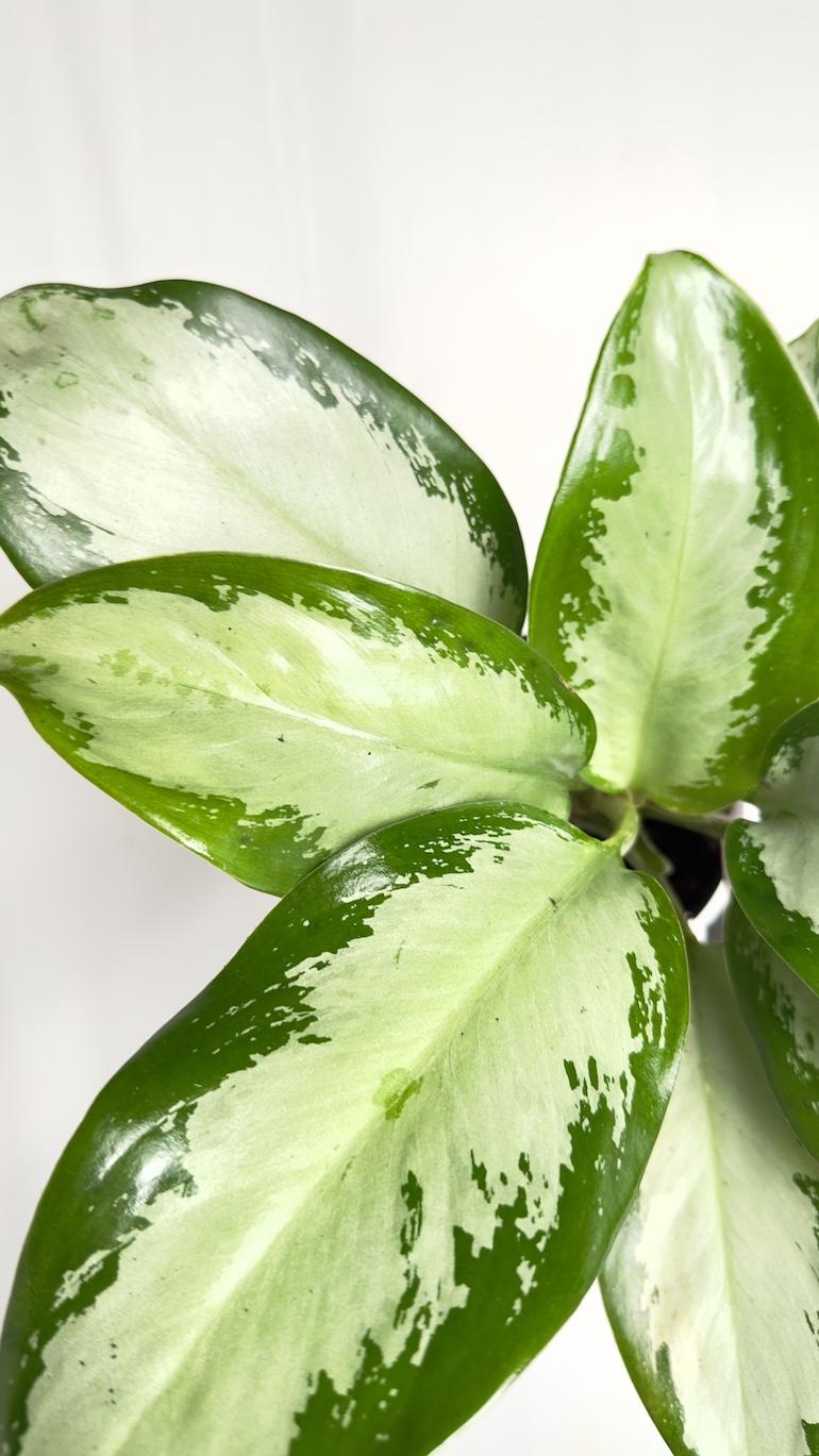 Aglaonema Silver Blue