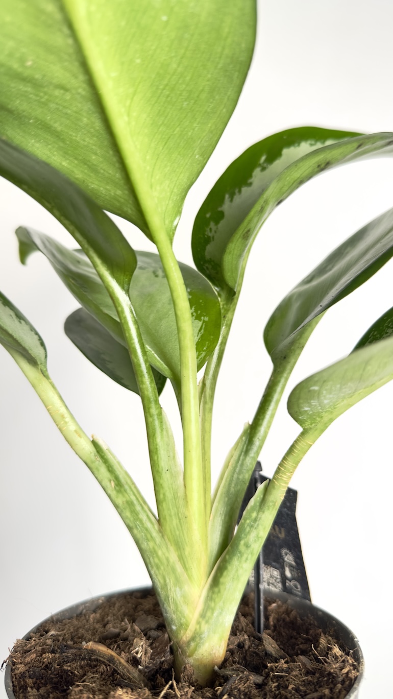 Aglaonema Silver Blue