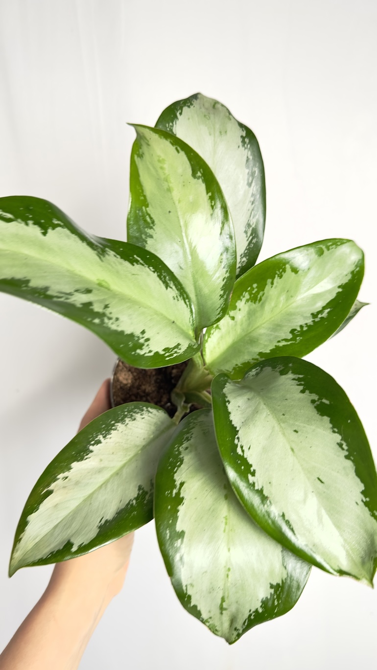 Aglaonema Silver Blue
