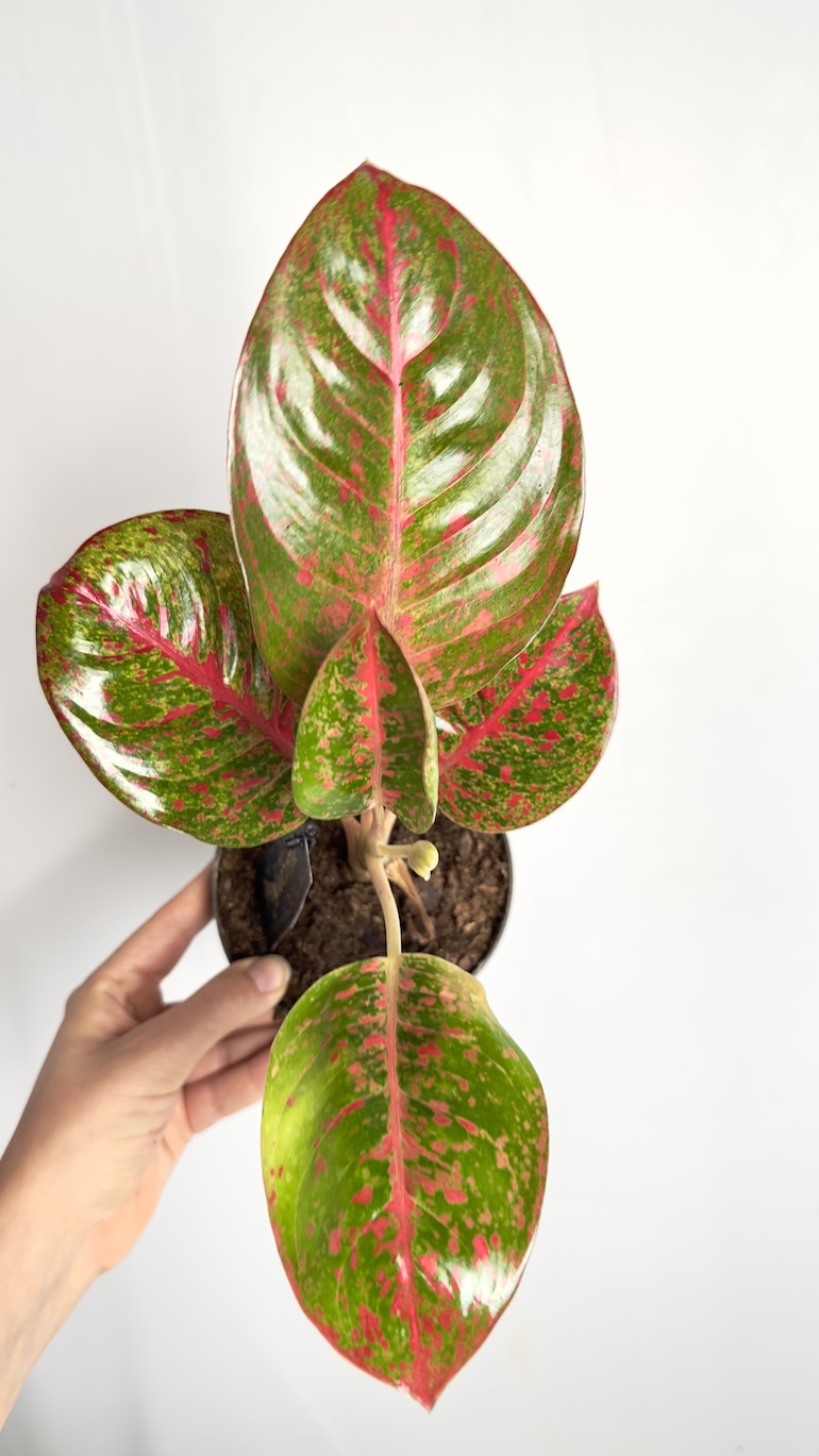 Aglaonema Dark Pink Star