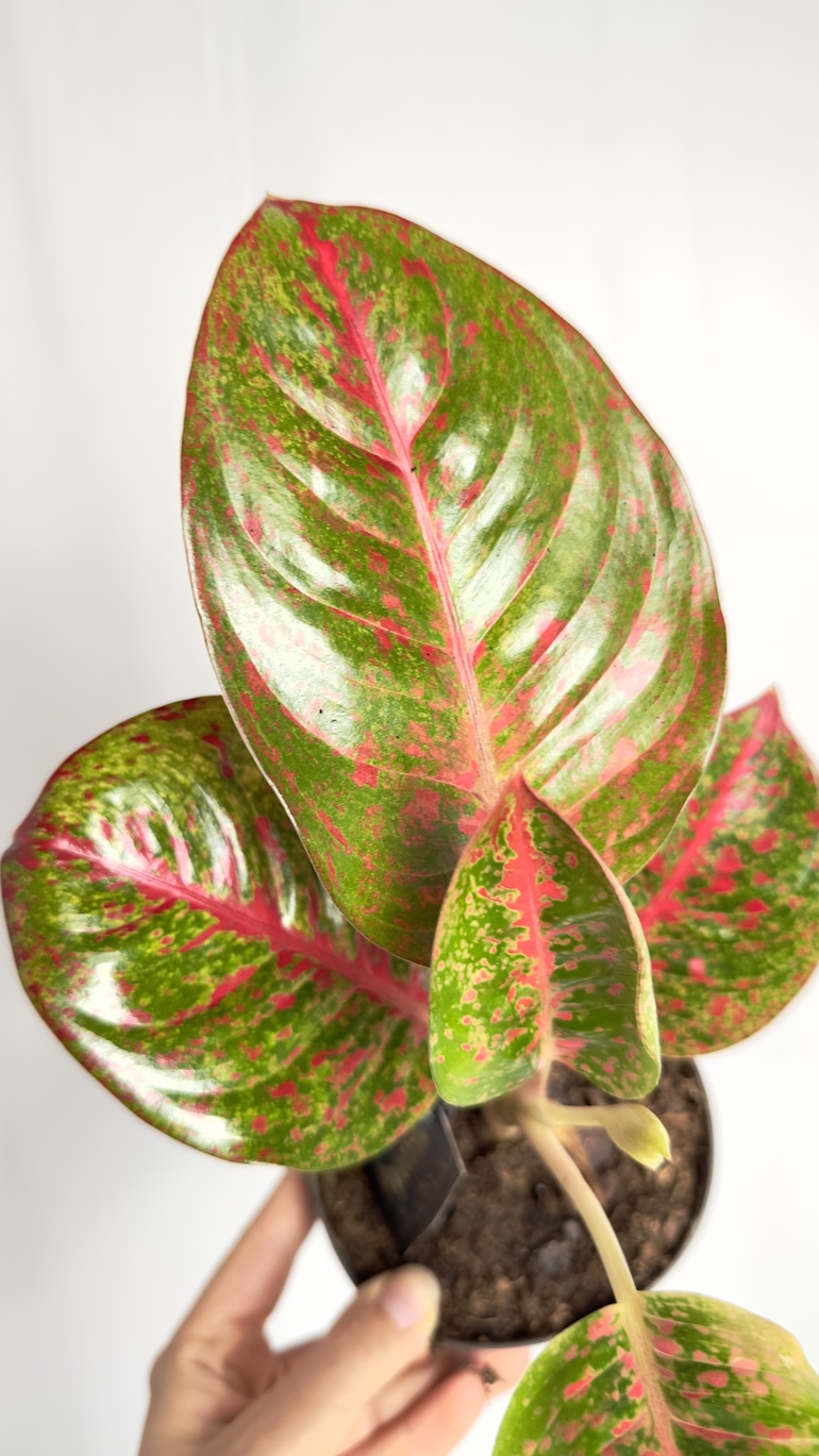 Aglaonema Dark Pink Star
