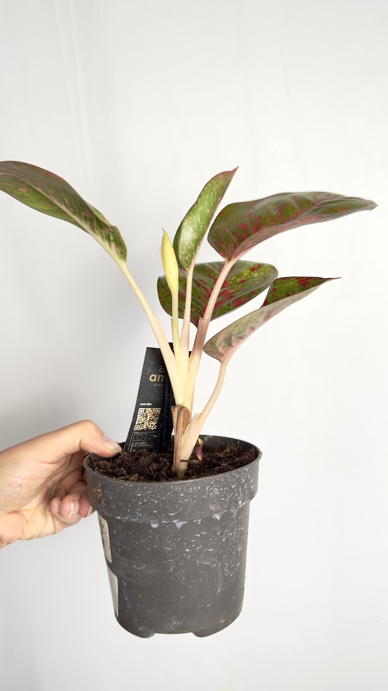 Aglaonema Dark Pink Star