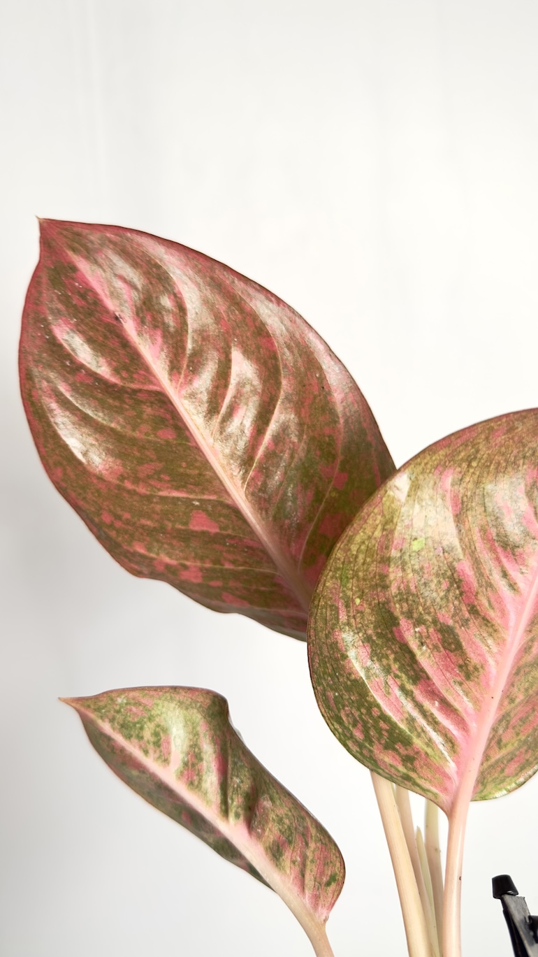 Aglaonema Dark Pink Star