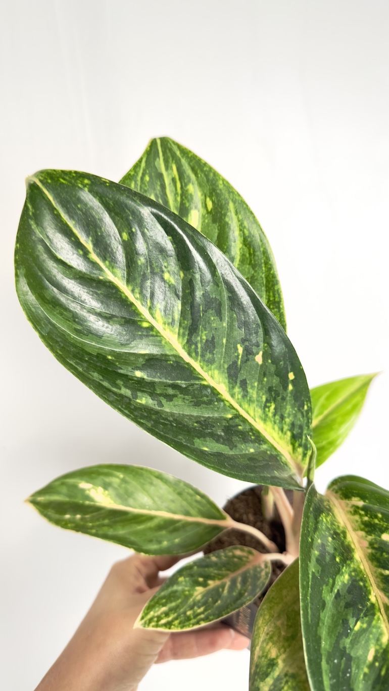 Aglaonema Orange Flame