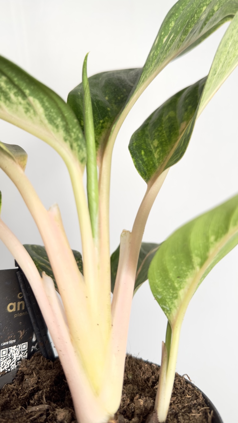 Aglaonema Orange Flame