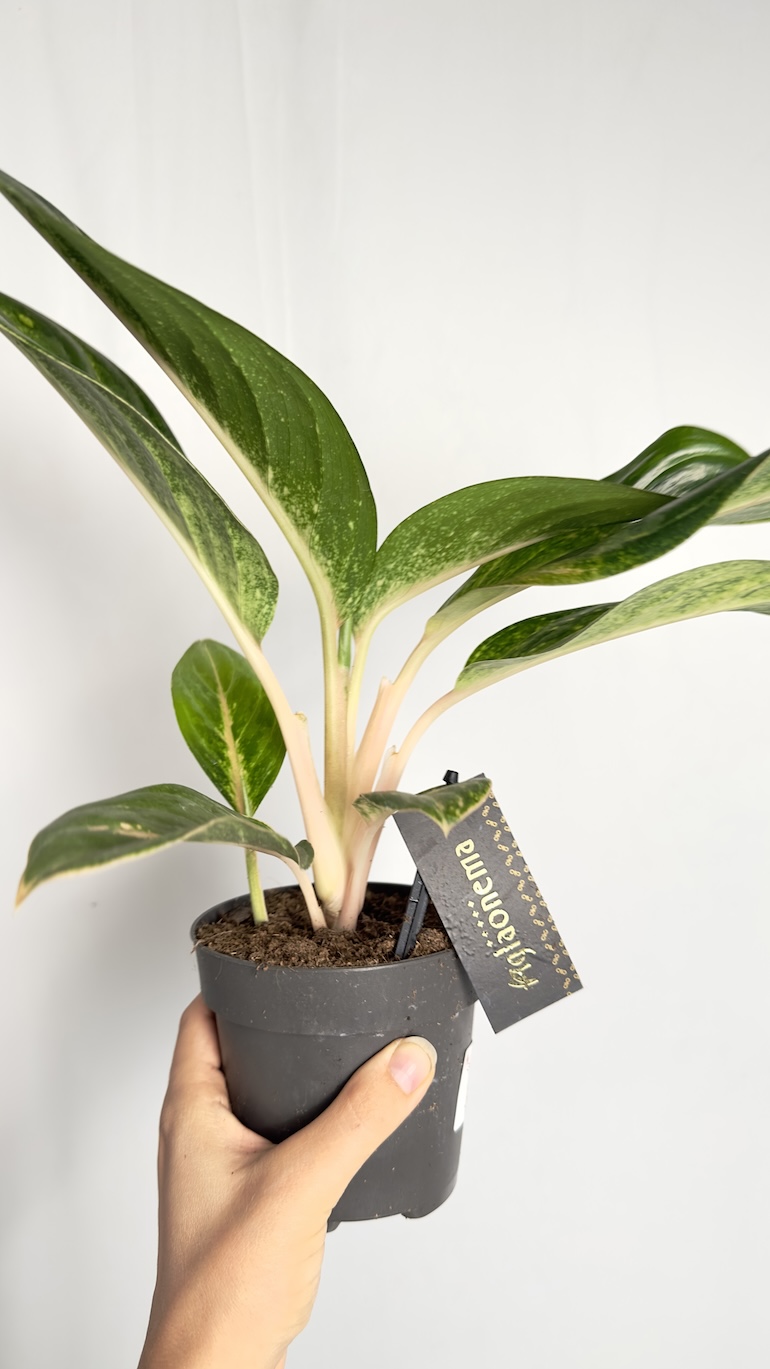 Aglaonema Orange Flame