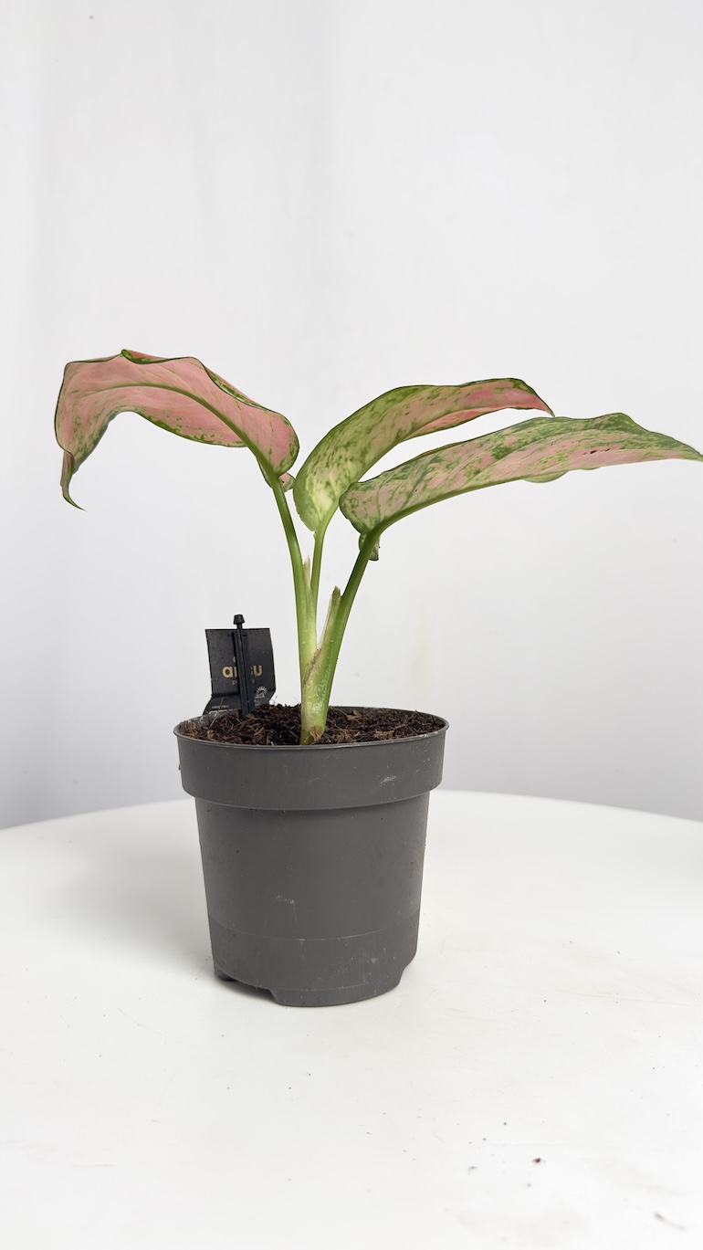 Aglaonema Red Valentine