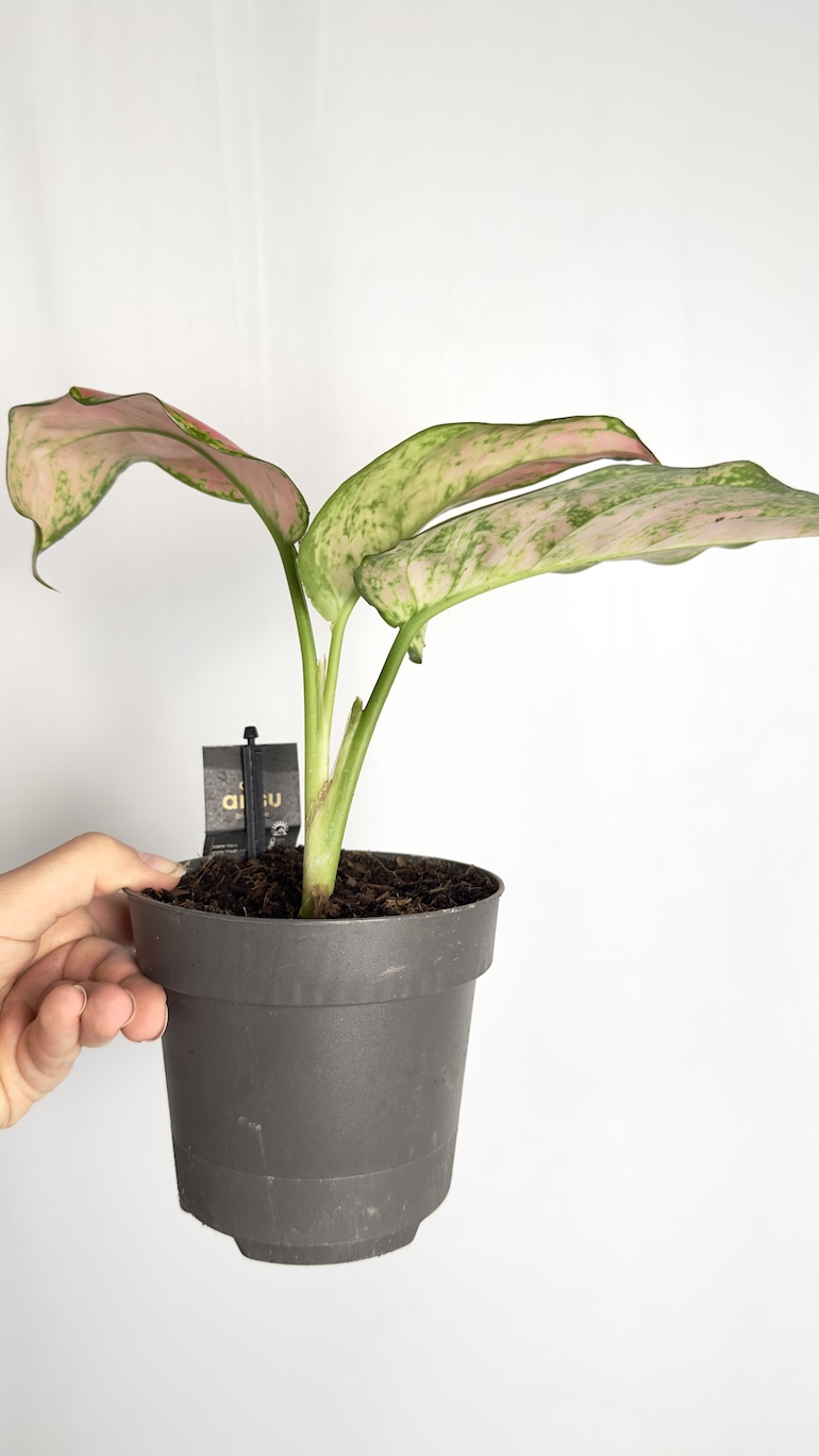 Aglaonema Red Valentine