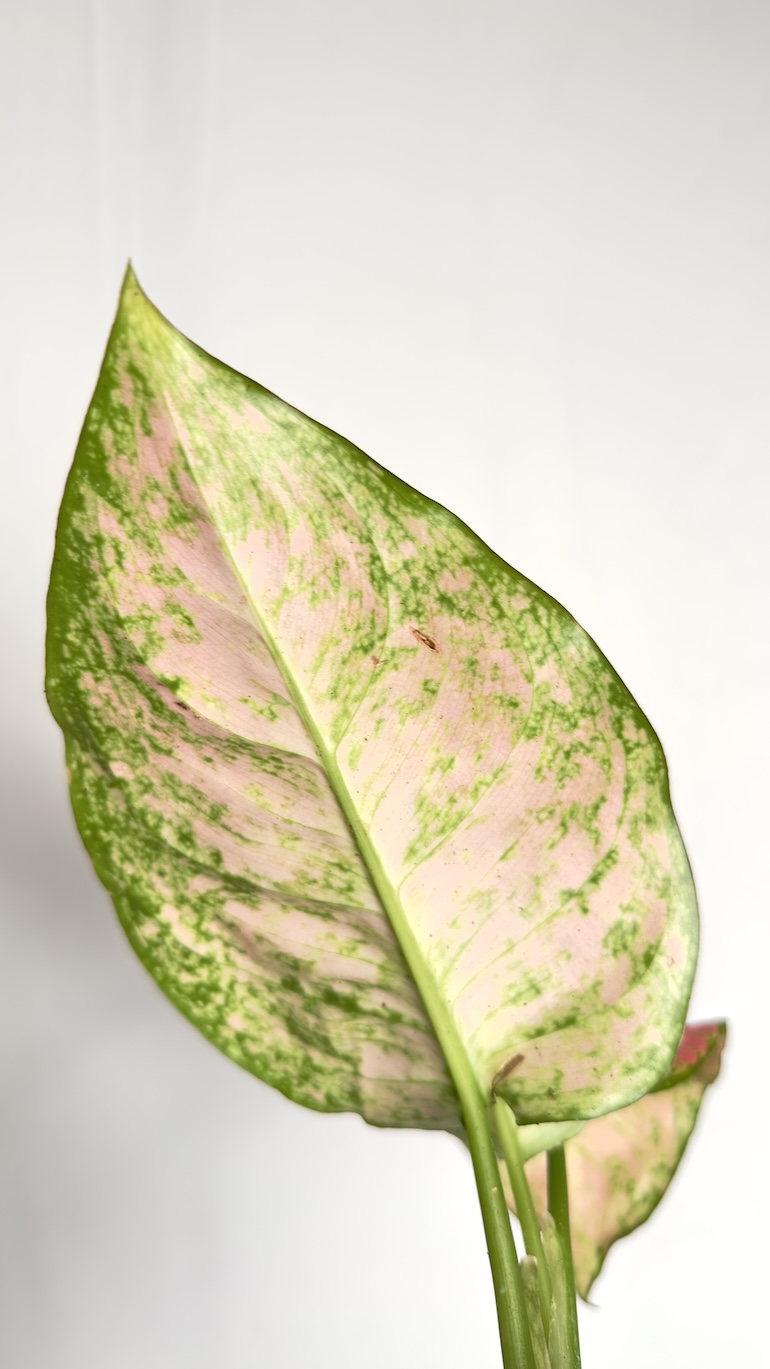 Aglaonema Red Valentine