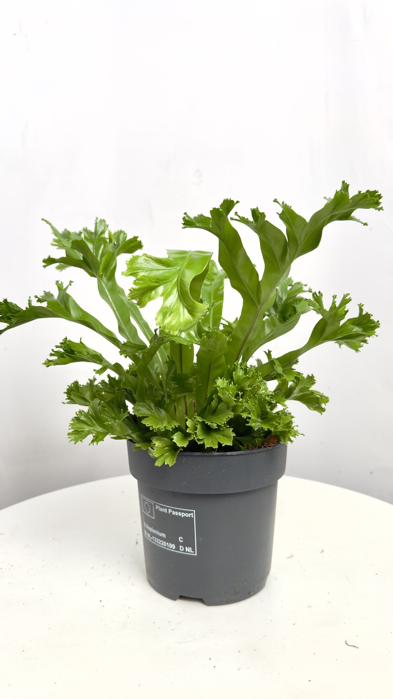 Asplenium Leslie