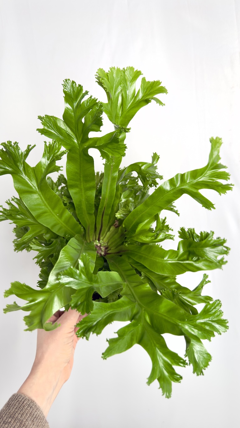 Asplenium Leslie