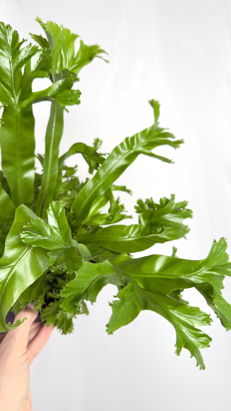 Asplenium Leslie