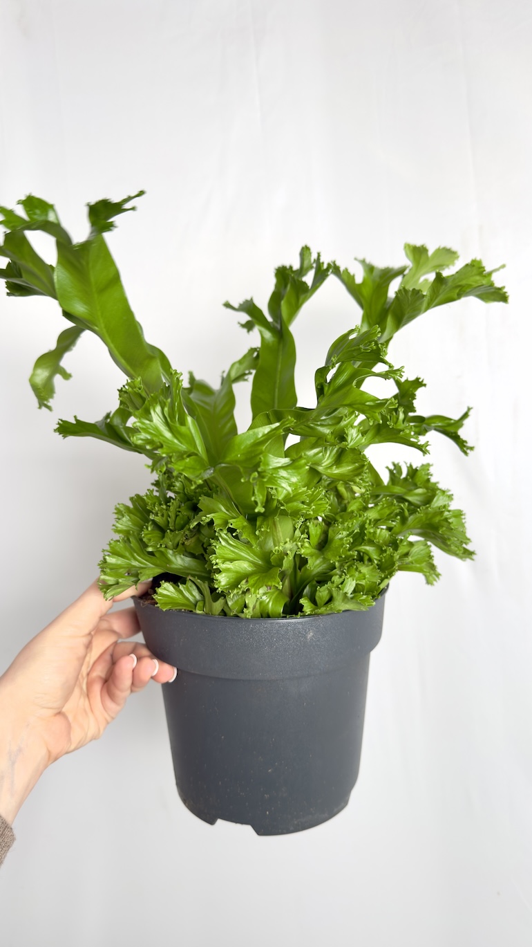 Asplenium Leslie