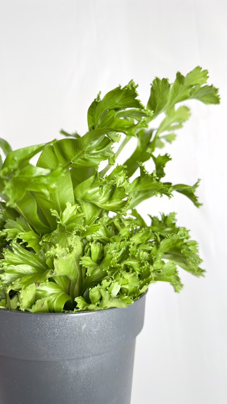 Asplenium Leslie