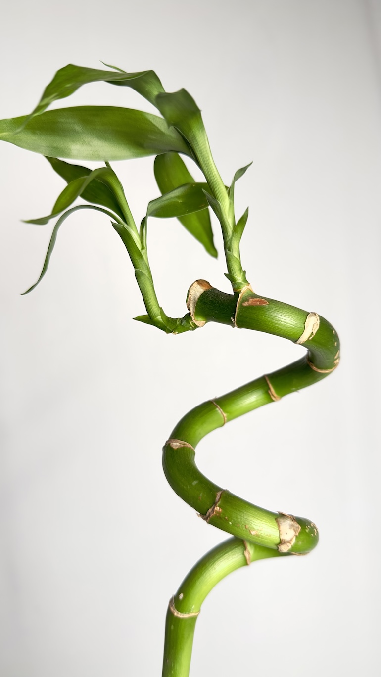 Lucky Bamboo Spirale 70 cm