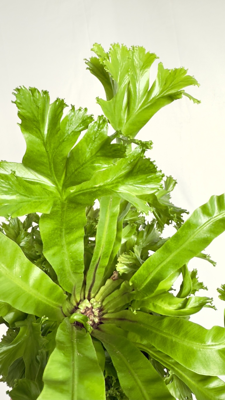 Asplenium Leslie