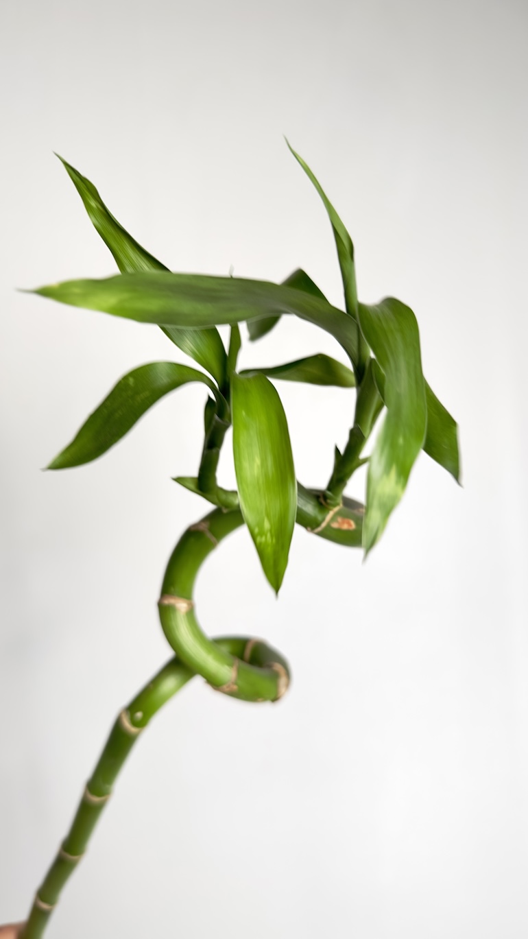 Lucky Bamboo Spirale 70 cm