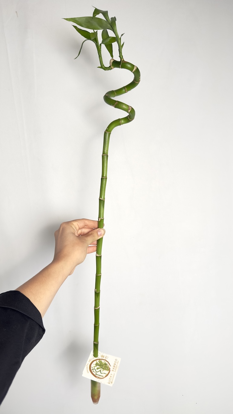 Lucky Bamboo Spirale 70 cm