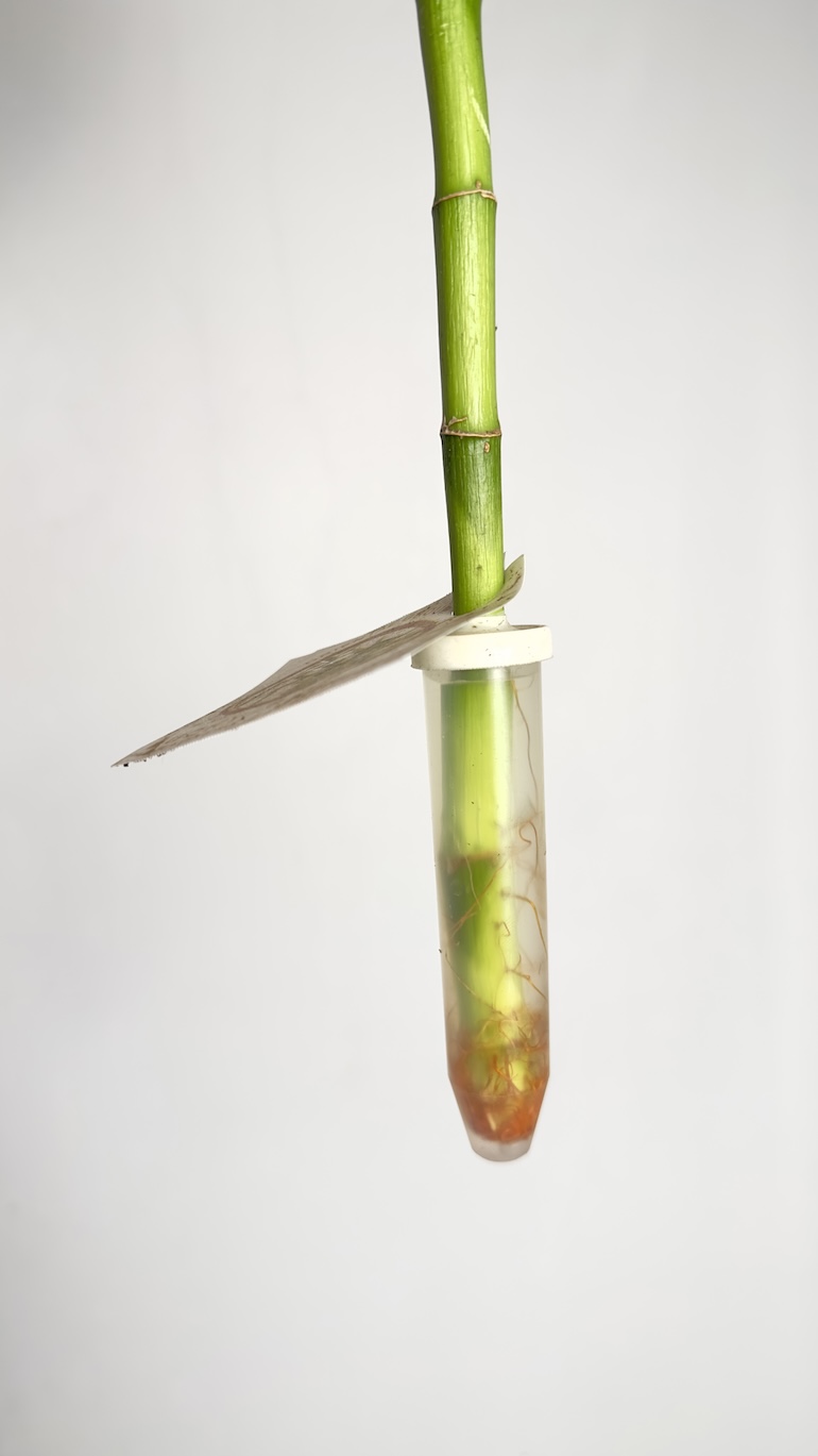 Lucky Bamboo Spirale 70 cm