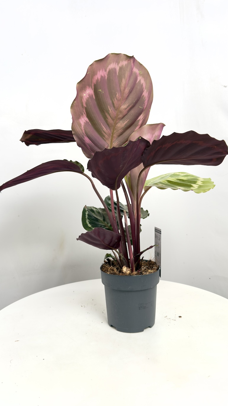 Calathea Medallion