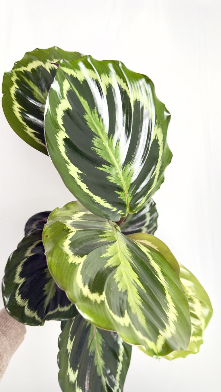 Calathea Medallion
