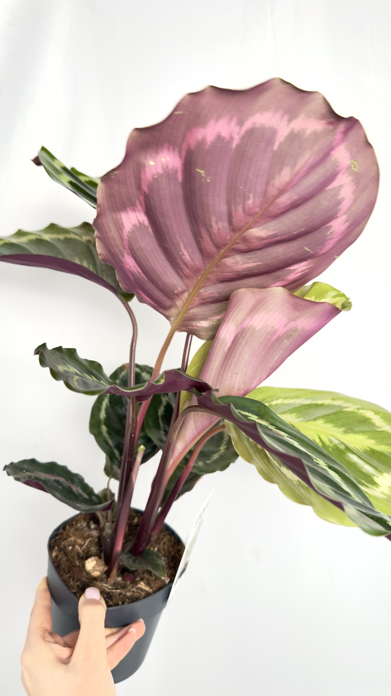 Calathea Medallion