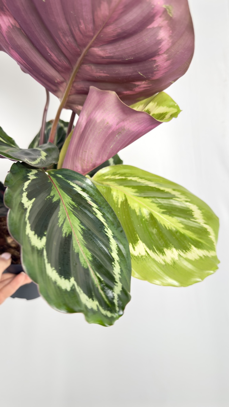 Calathea Medallion