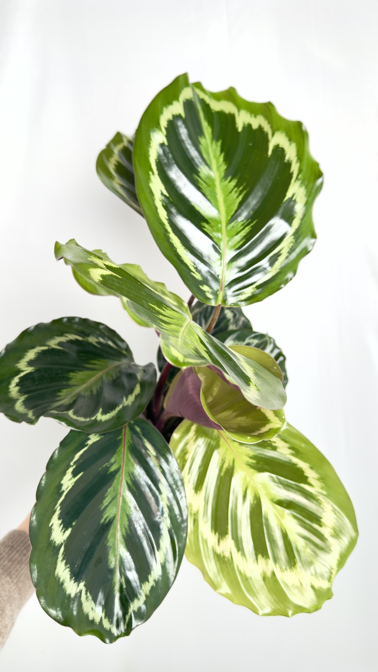 Calathea Medallion