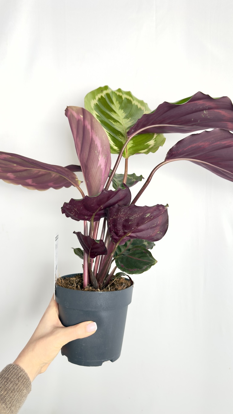 Calathea Medallion