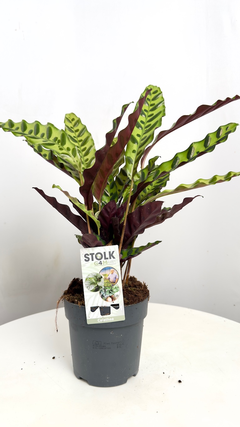Calathea lancifolia