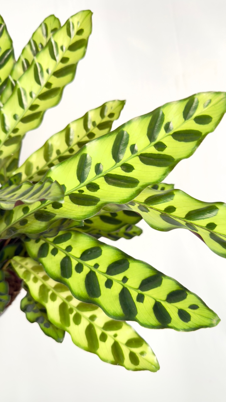Calathea lancifolia