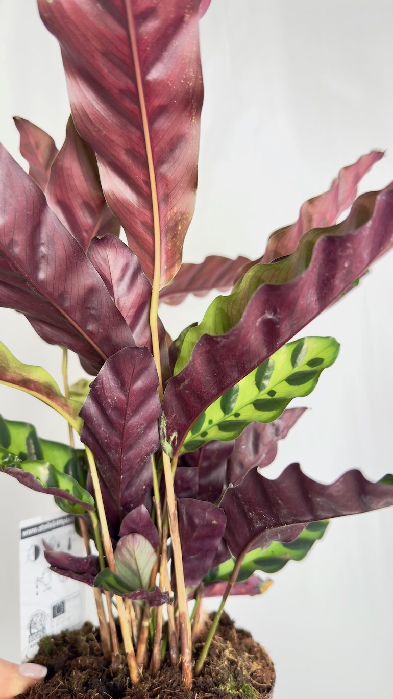 Calathea lancifolia