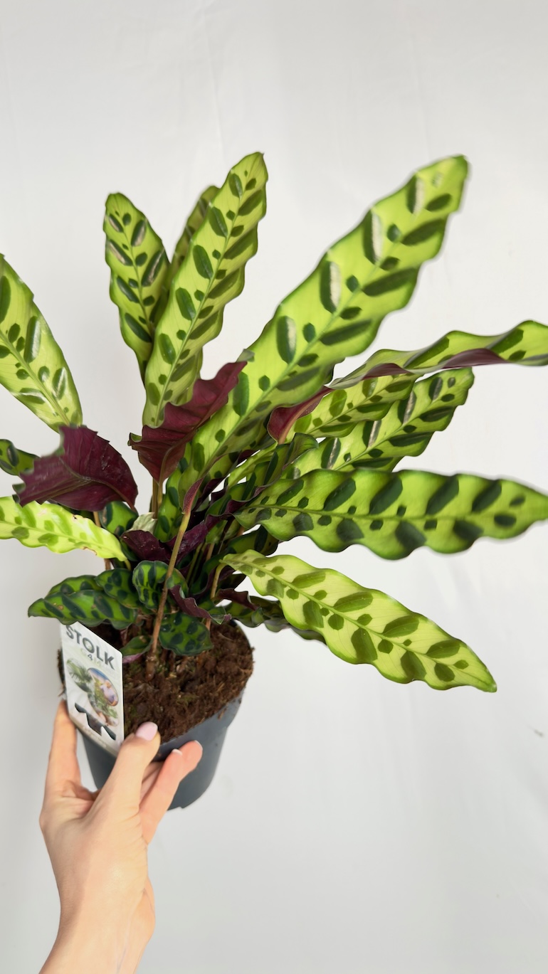 Calathea lancifolia