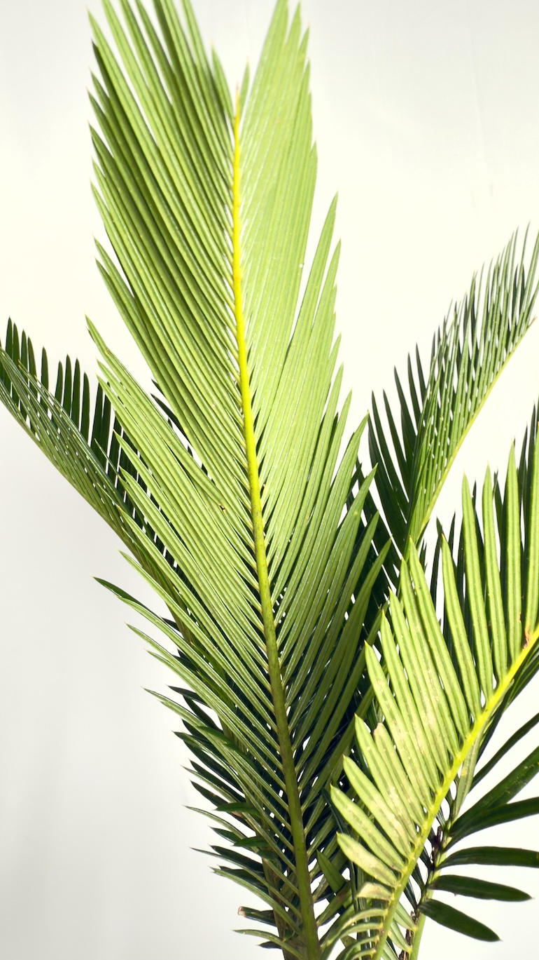 Cykas Revoluta