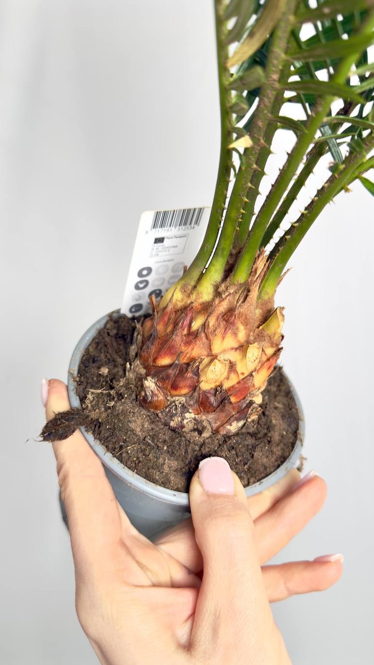 Cykas Revoluta