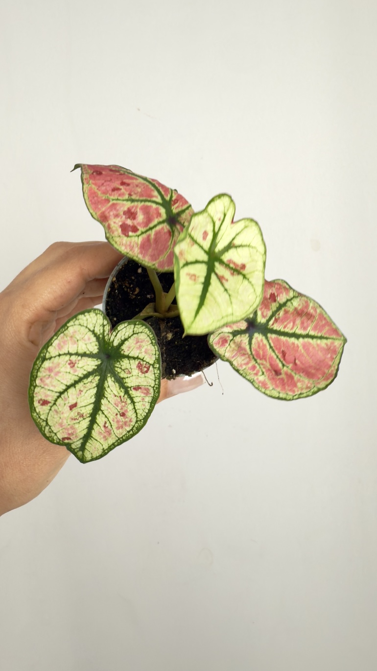 Caladium gingerland