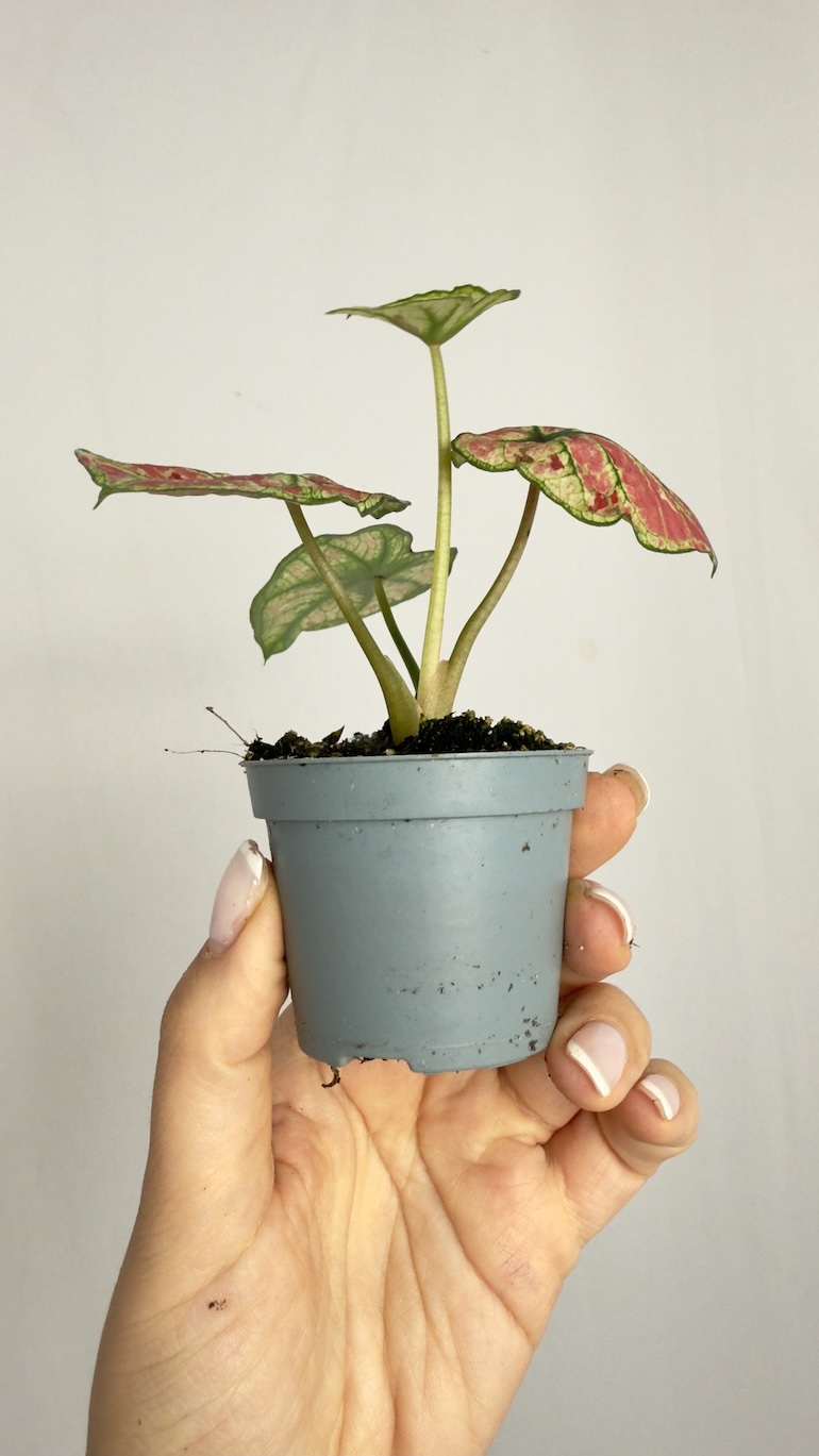 Caladium gingerland