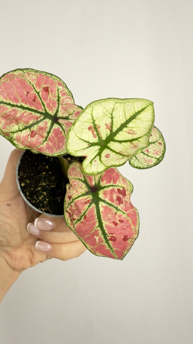 Caladium gingerland