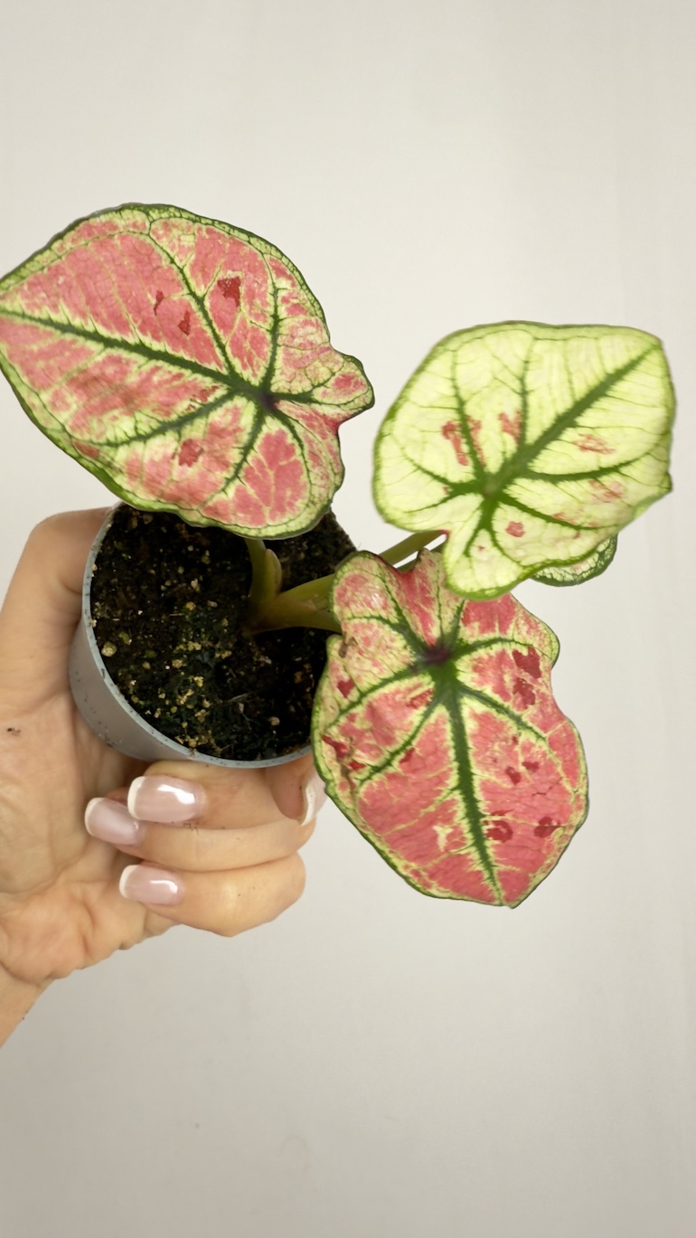 Caladium gingerland