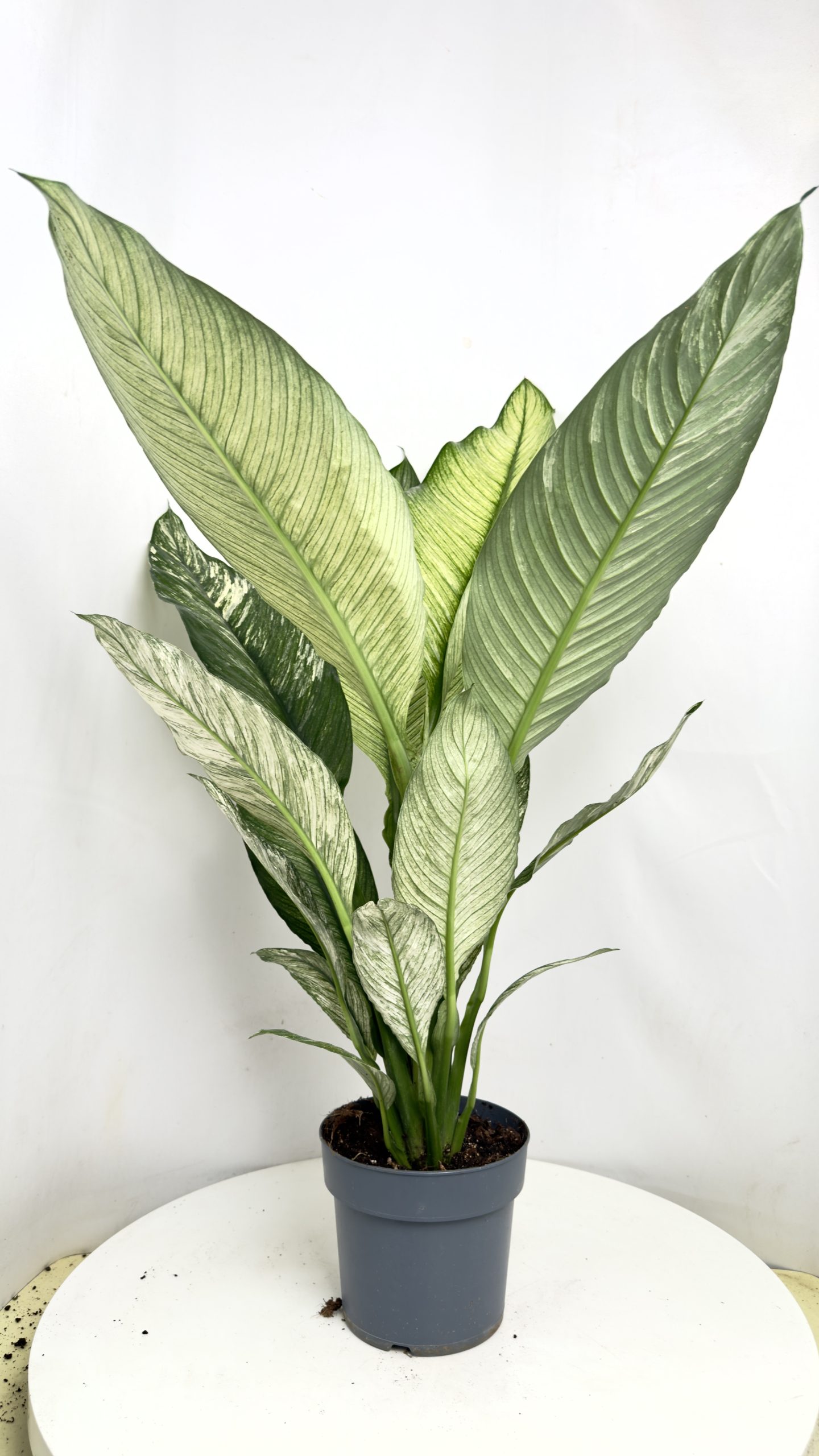 Spathiphyllum Sensation Variegata 17/70cm