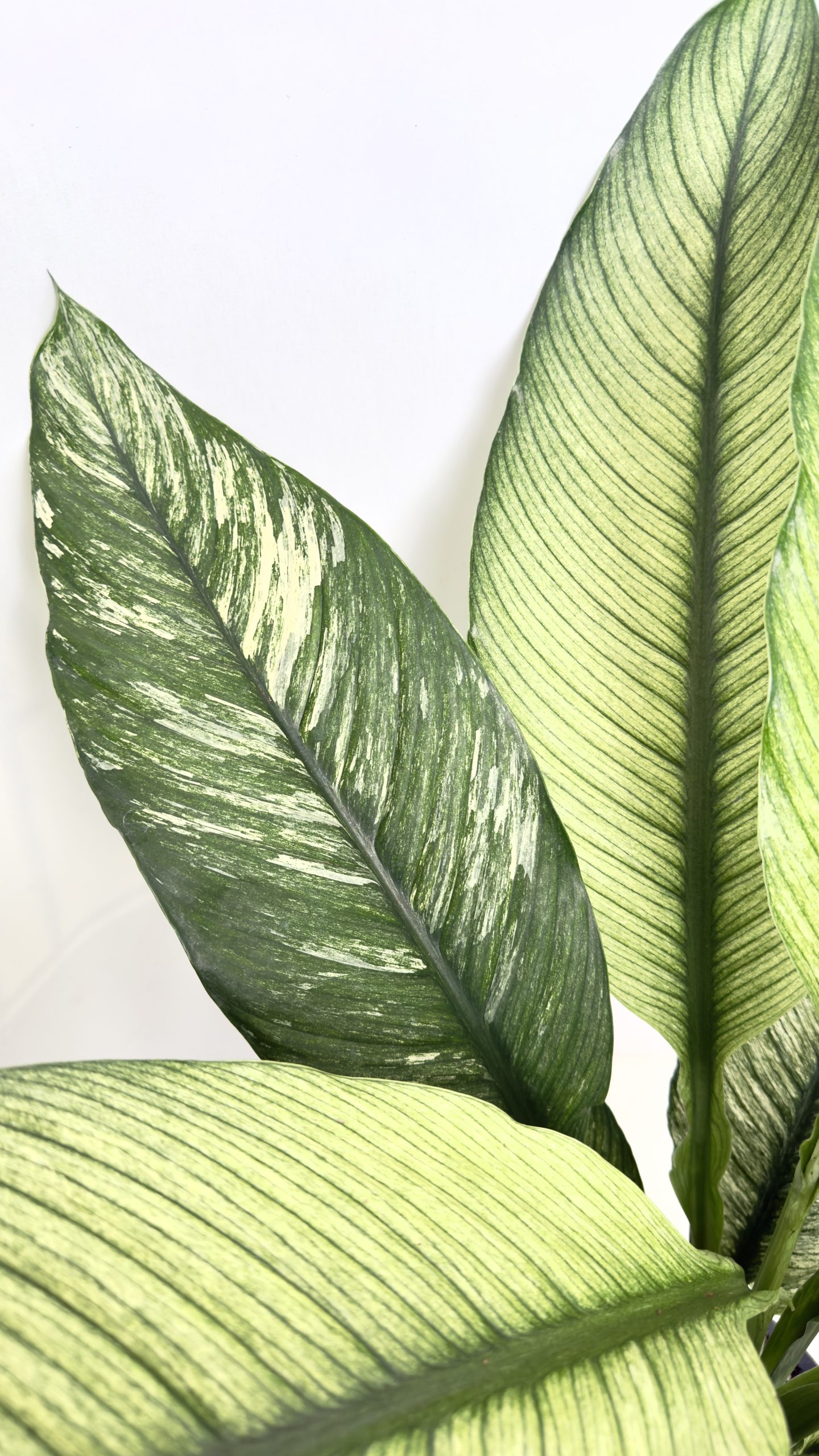 Spathiphyllum Sensation Variegata 17/70cm